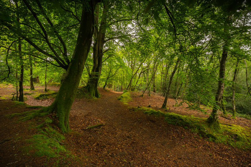 Thorncombe Woods in Spring, Dorset - Dorset Landscapes