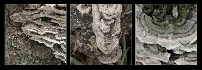 Natural Structures Tryptic 4 - Creative Studio & Fine Art