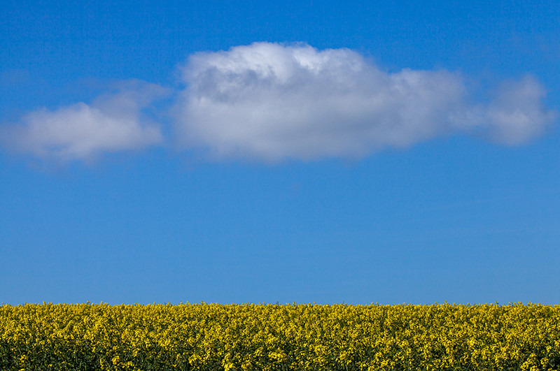 Lonely as a Cloud - Dorchester, Dorset - Dorset Landscapes