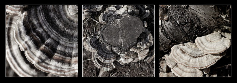 Natural Structures Tryptic 1 - Creative Studio & Fine Art