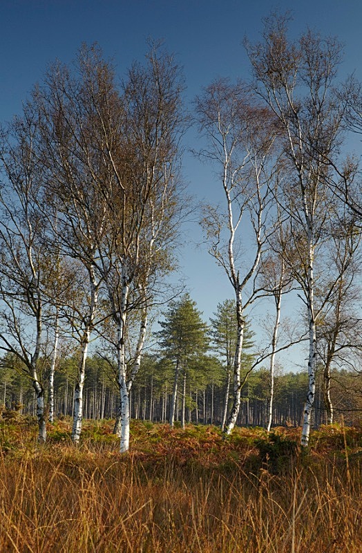 Wareham Forest - Dorset Landscapes