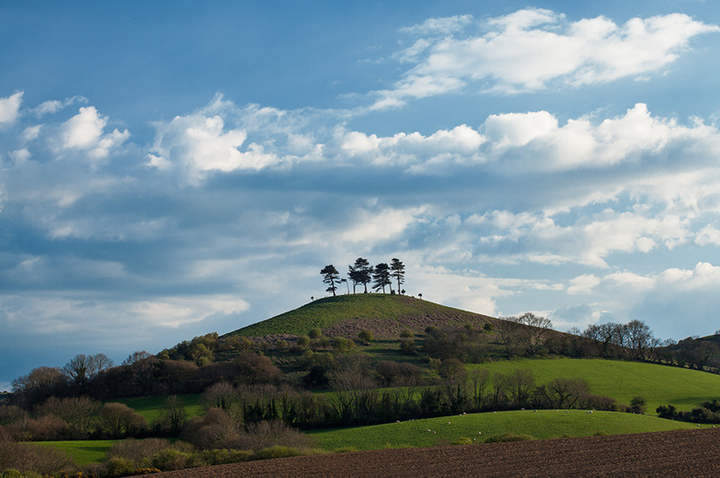 Colmers Hill, Dorset - Dorset Landscapes