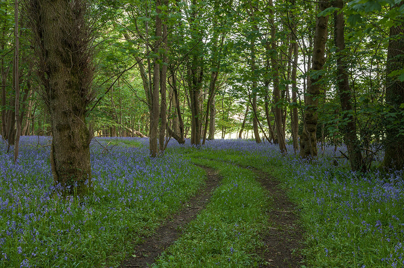 Bluebell Woods, Dorset - Dorset Landscapes
