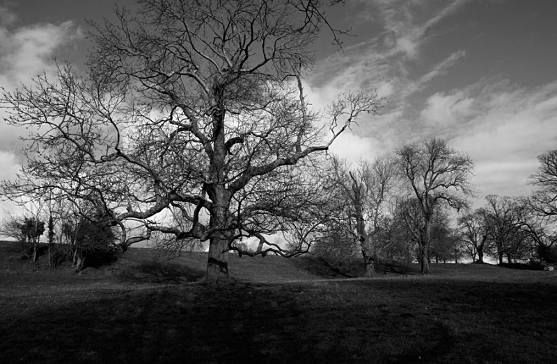 Old Trees at Herringston - Black & White Scenic