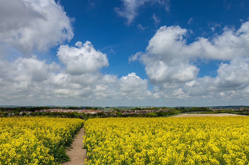 Came View Rape Seed, Dorchester, Dorset - Dorset Landscapes