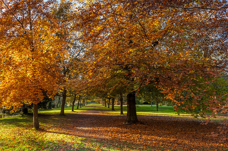Kingston Maurward in Autumn, Dorset - Dorset Landscapes