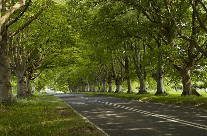 Beech Tree Avenue, Kingston Lacey, Dorset - Dorset Landscapes