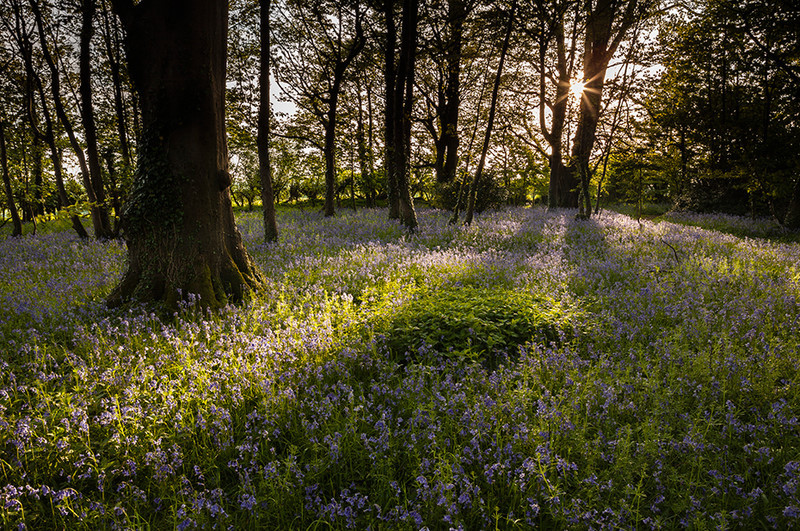 Bluebells In The Woods Dorset