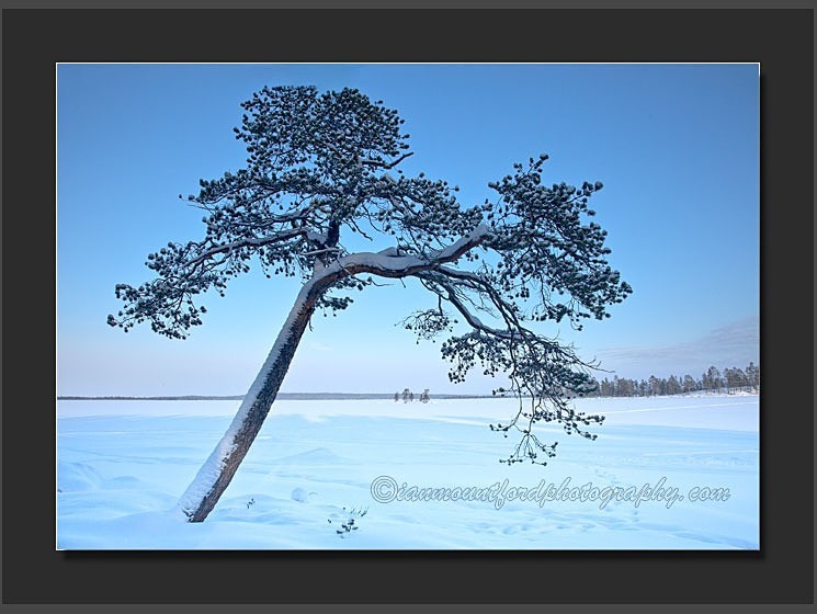 Arctic Tree - Landscape