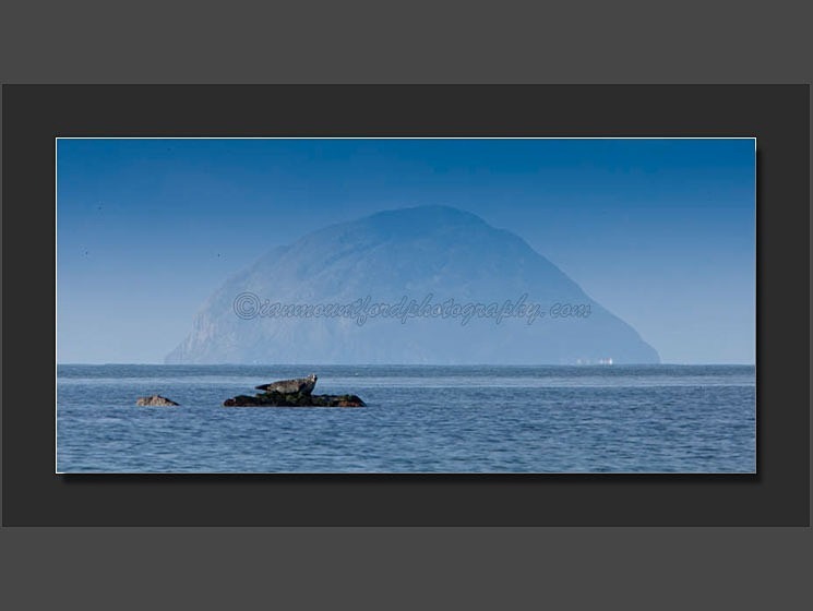 Seal On The Rocks - Landscape