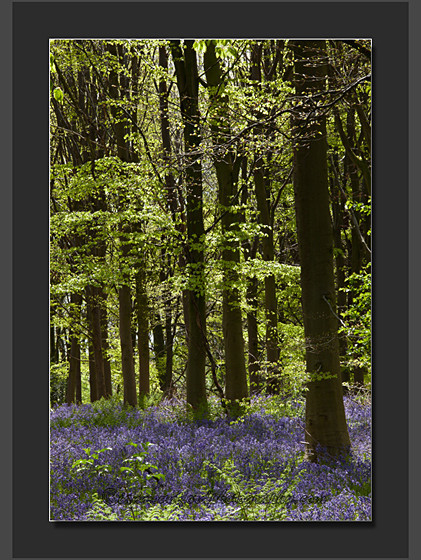 Bluebells 2 - Landscape