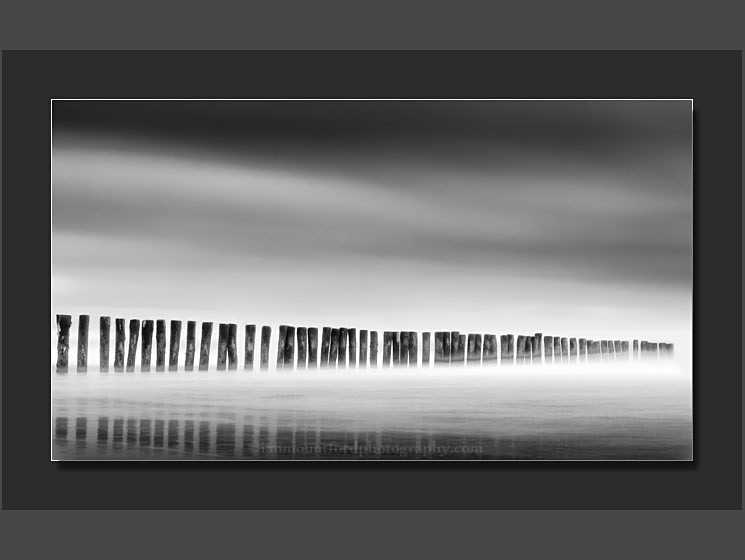 Les Arbres De La Mer - Monochromatic