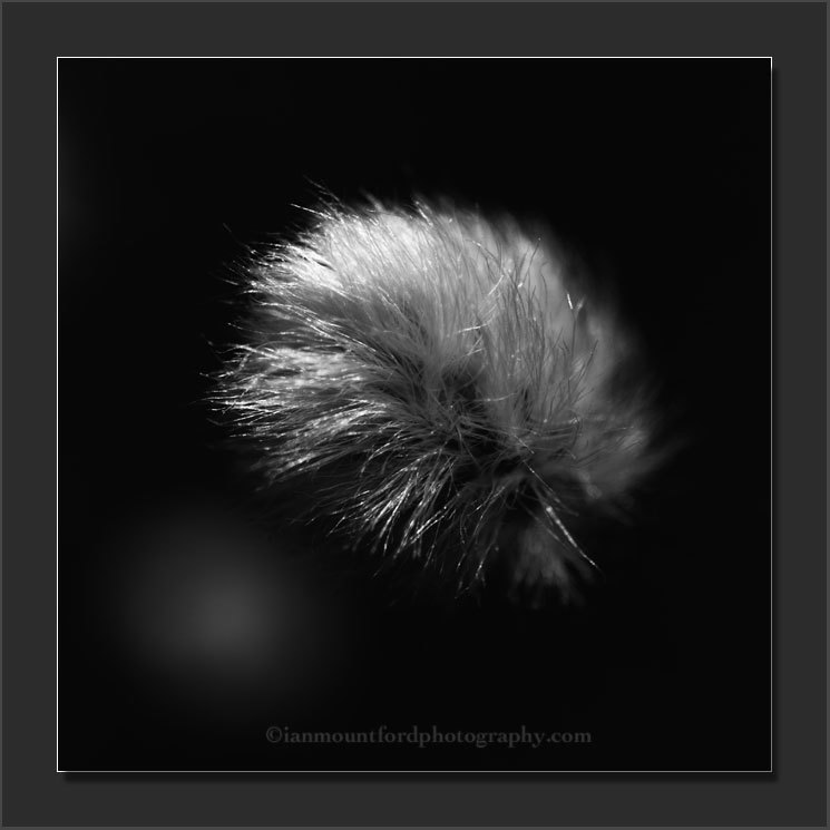 Cotton Grass - Monochromatic