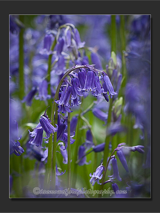 Englands Blue - Landscape