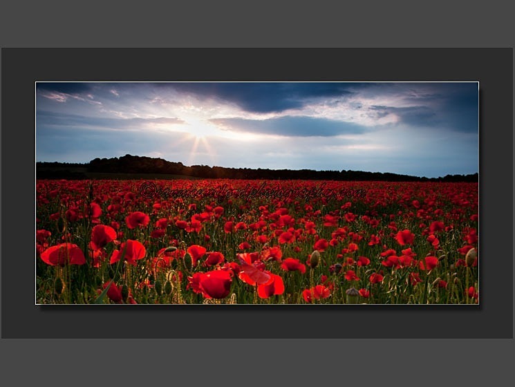 Poppies at Sunset - Landscape