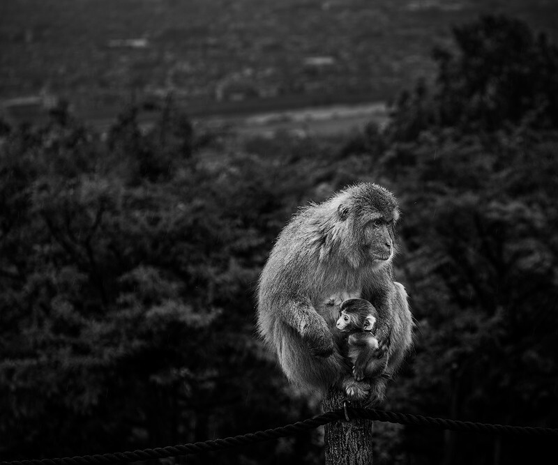 Protection - Japan
