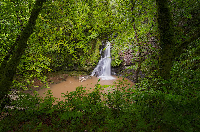 Through The Forest - Mayo