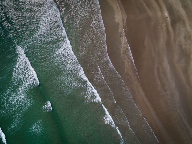 Bird In Flight (aerial) - Cork
