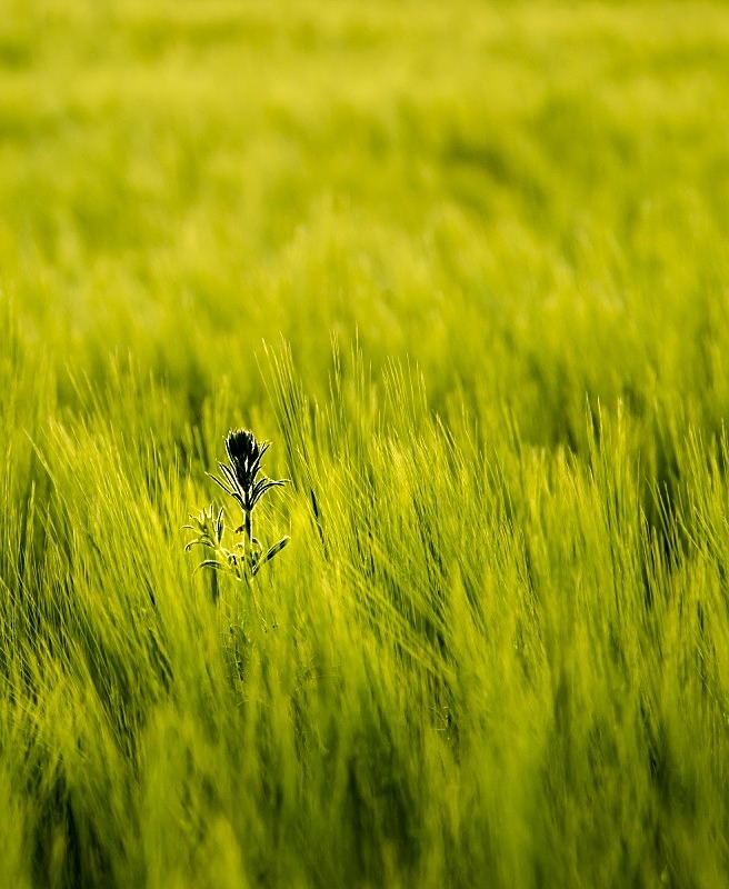 Standing In Defiance - Co. Meath