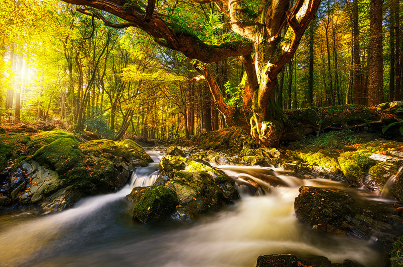 Forest Deep - Down