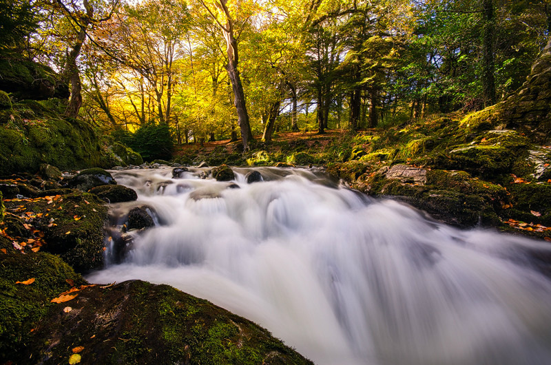 Autumn Forest - Down