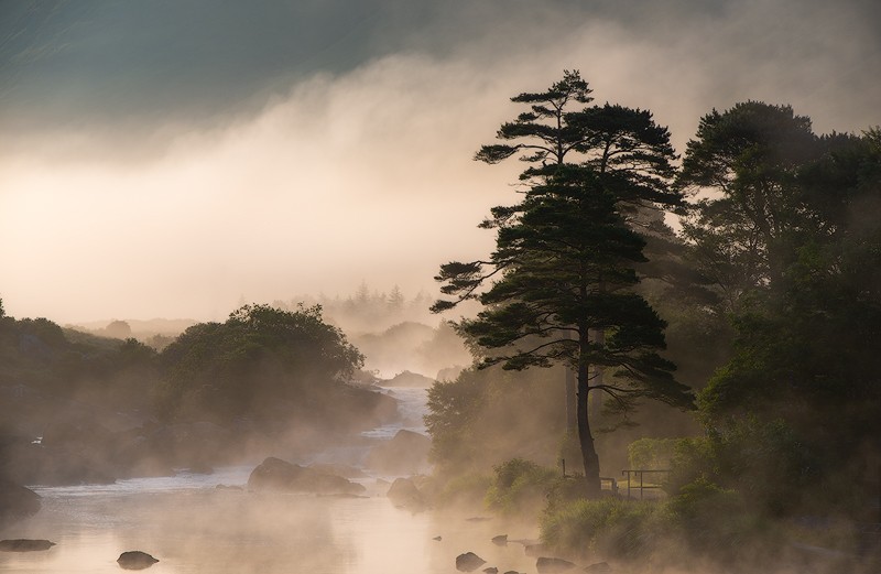Misty Morning Hop - Mayo