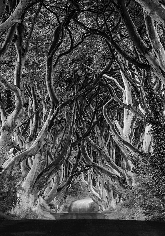 The Dark Hedges - Black & White