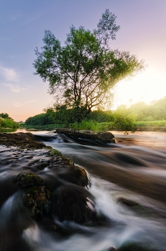 Tree Of Life - Co. Meath