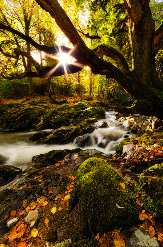 Autumn Light - Down