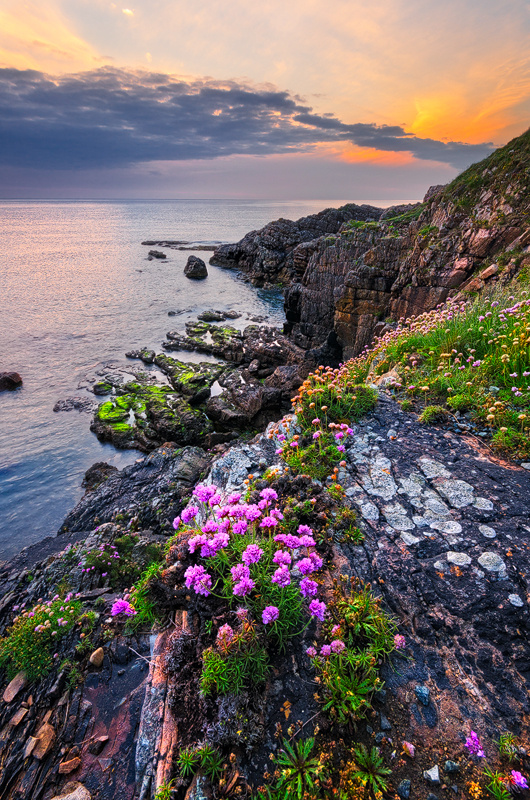 Wildflowers - Donegal
