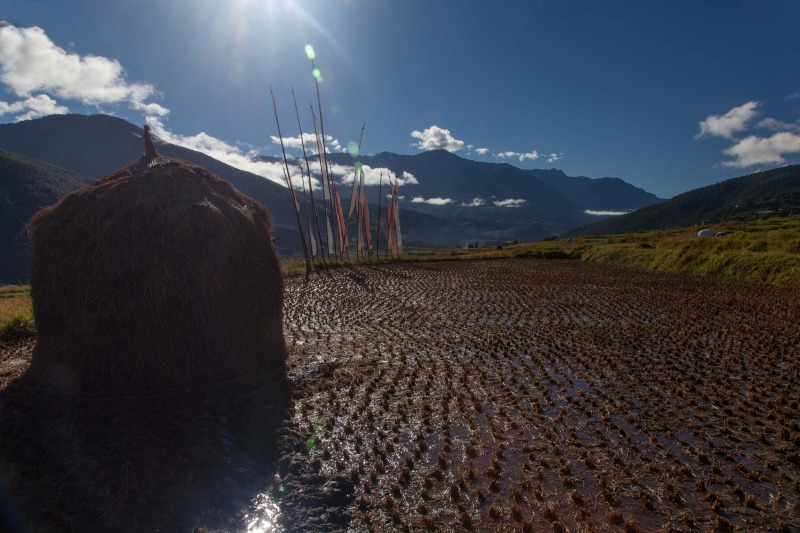 Paddy field for the growing of Red Rice - Bhutan