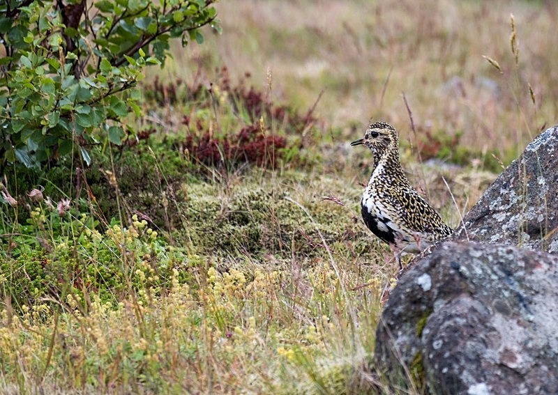 friendly Golden Plover - Fishing in Iceland's Laxa I kjos River. September 2020.
