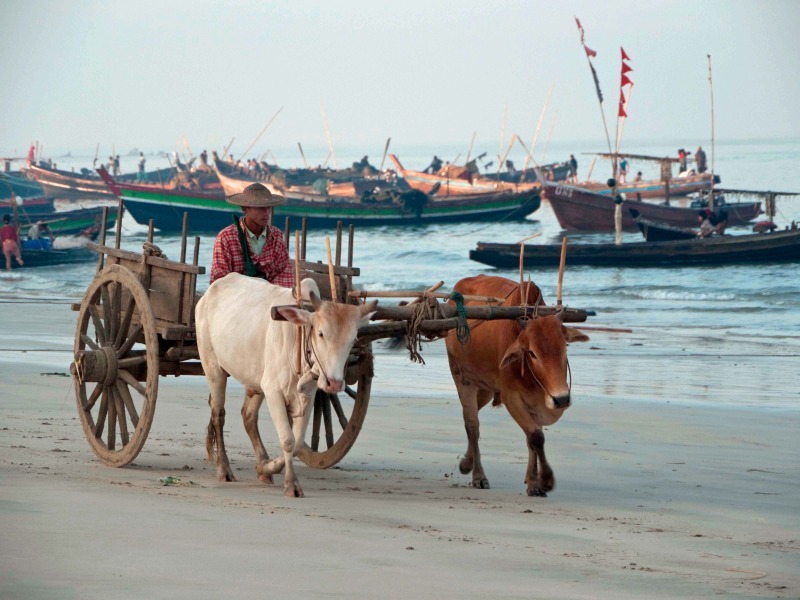Ox cart Ngapali beach