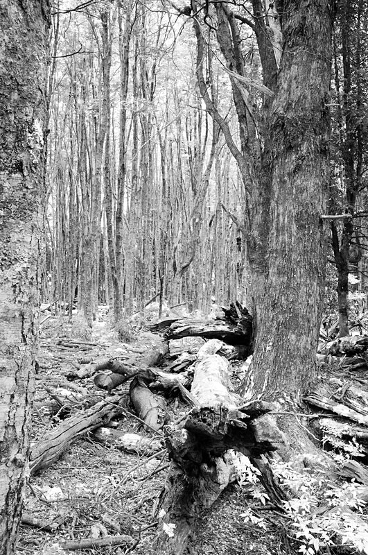 Patagonia 029 - Chile and Chilian Patagonia