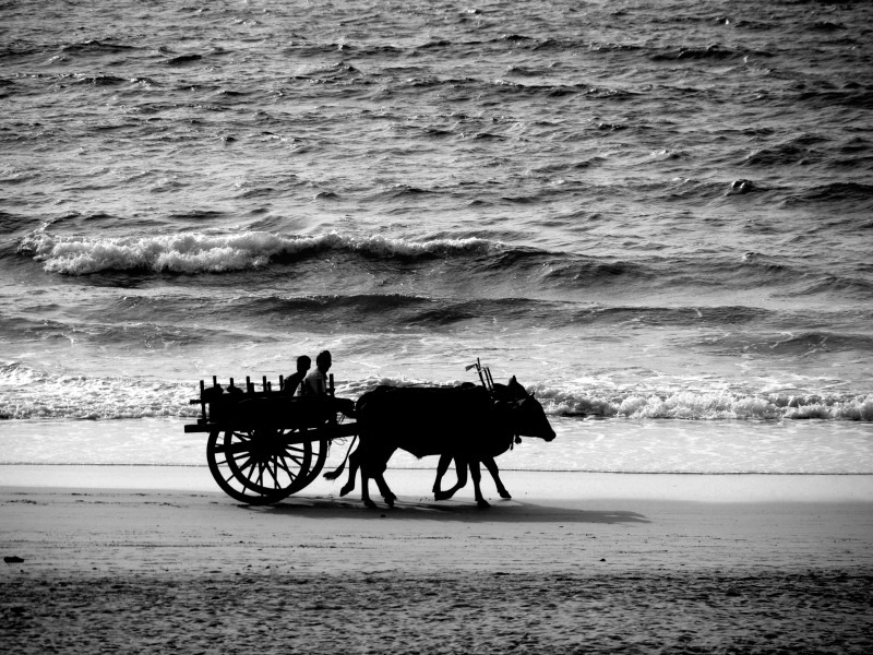 Ox cart Ngapali beach