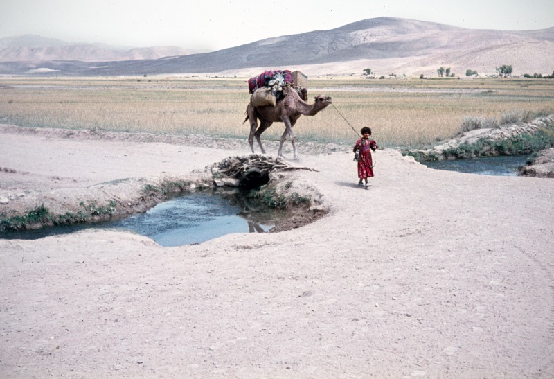 Kuchi nomad girl with camel in Afghanistan