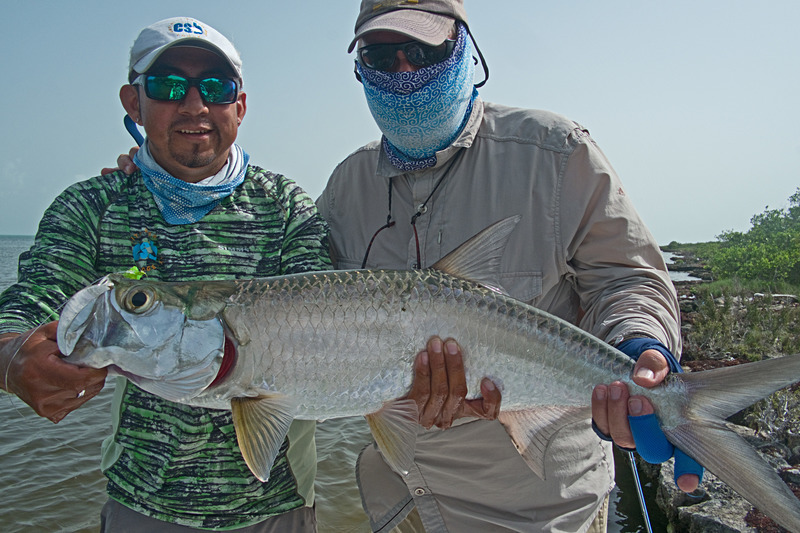 Griffo's tarpon - Espiritu Santo Bay, Mexico, June 2018