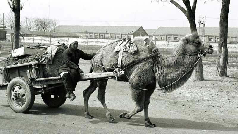 Camel traffic in old Peking