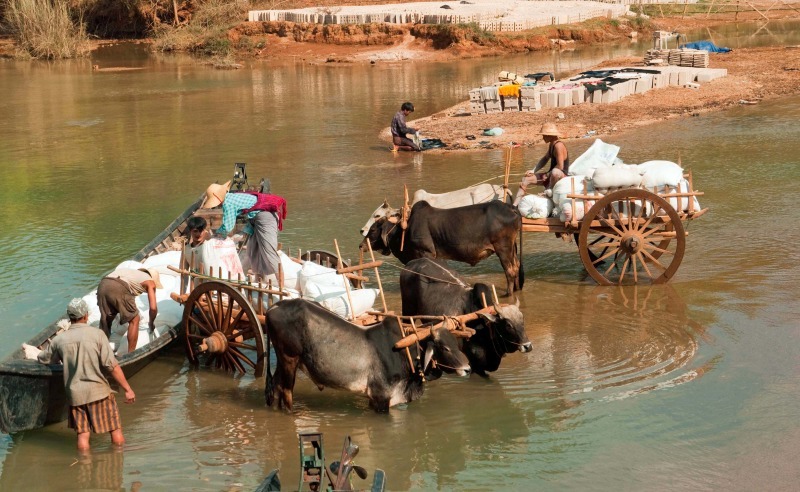 water buffalo at Indein Burma