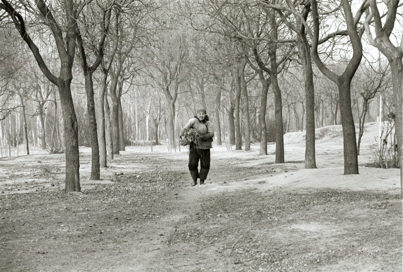 An old lady collects wood in Mao's China