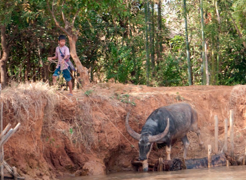 buffalo herder