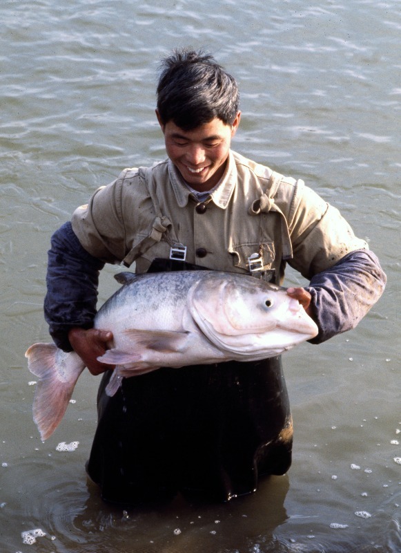 Fish Farm in China