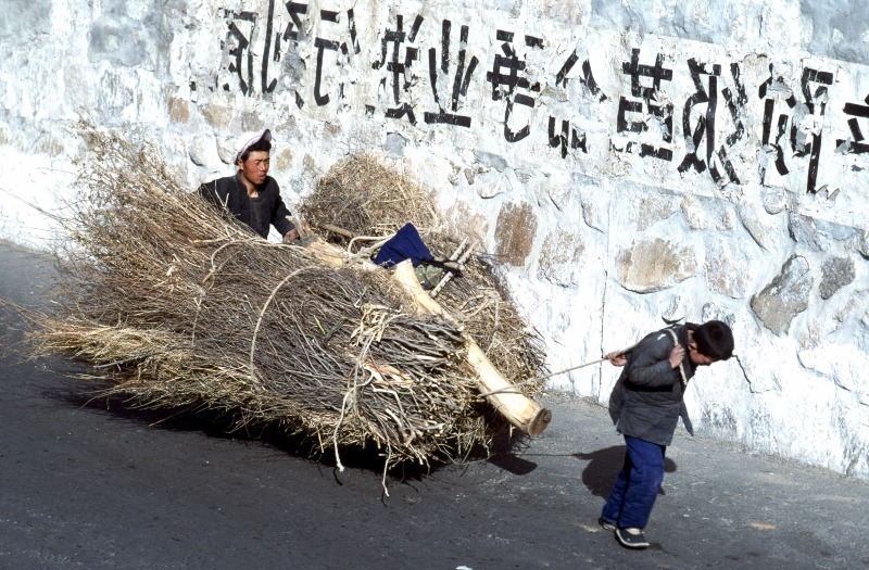 Chinese firewood collectors