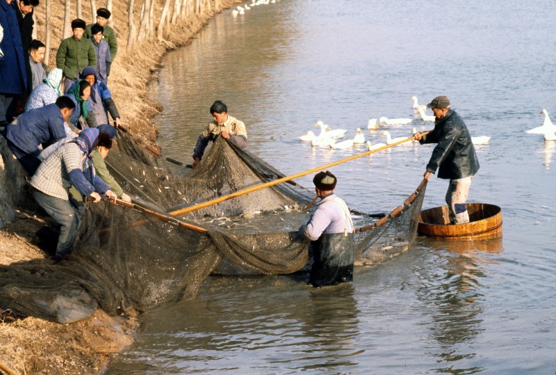 Chinese fish farm