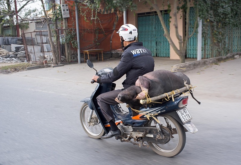 One little piggy went (reluctantly) to market, near Hanoi - Vietnam January 2013