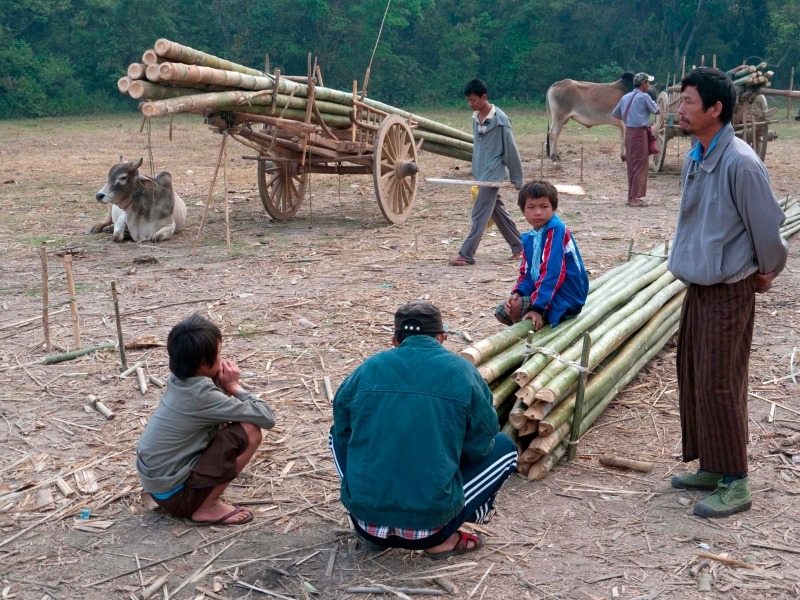 Bamboo