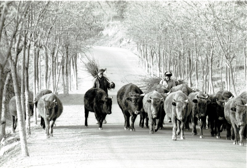Chinese peasants