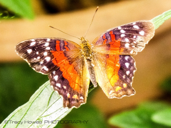  - Wingham Wildlife Park