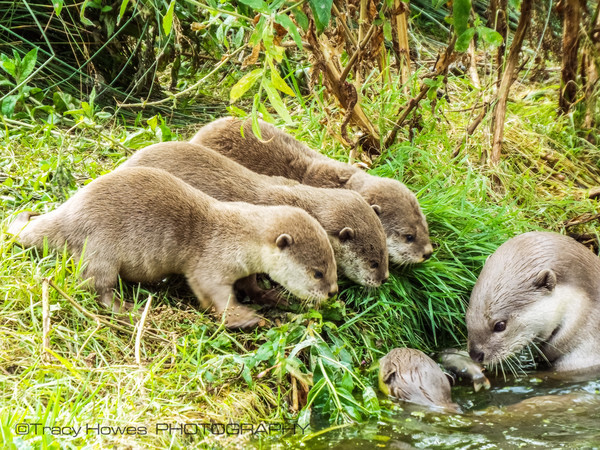  - Wingham Wildlife Park