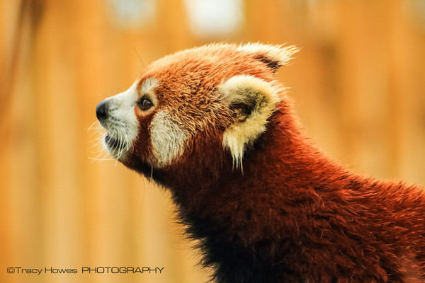  - Wingham Wildlife Park